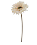 Gerbera